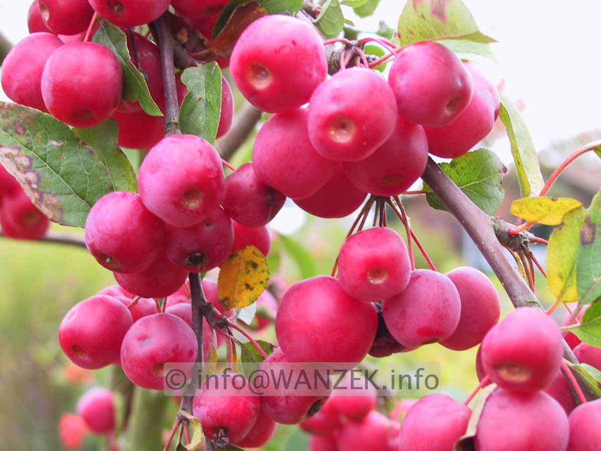 Malus Red Sentinel 4 Aepfel.JPG